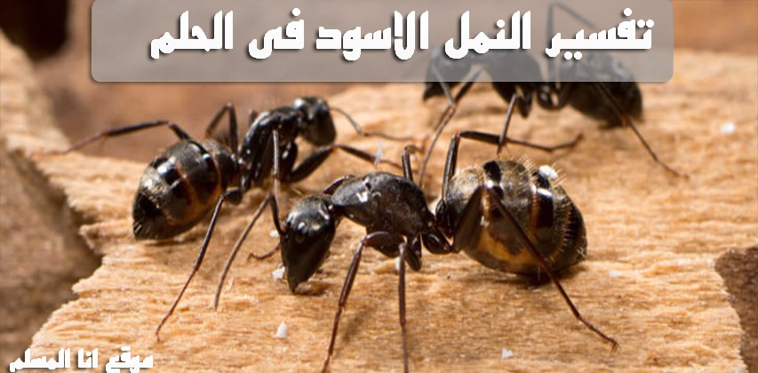 النمل فى المنام
