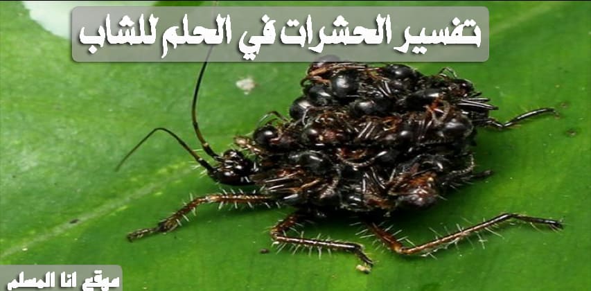 تفسير الحشرات في المنام