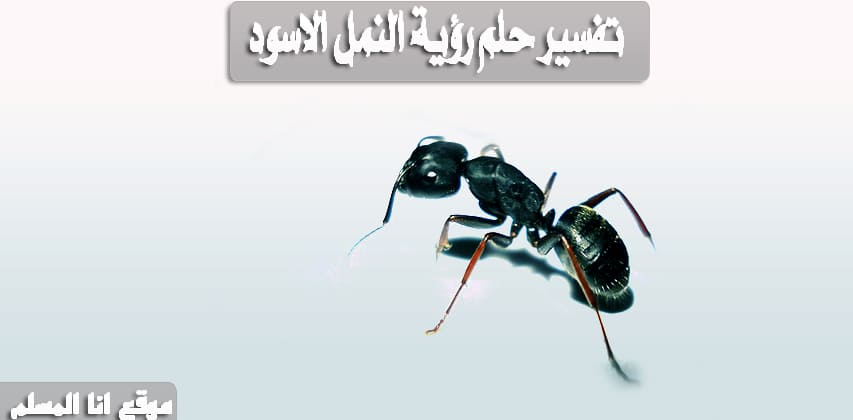 تفسير حلم رؤية النمل الاسود