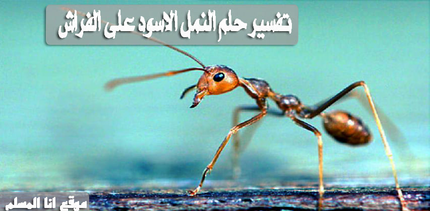 تفسير حلم النمل في الفراش